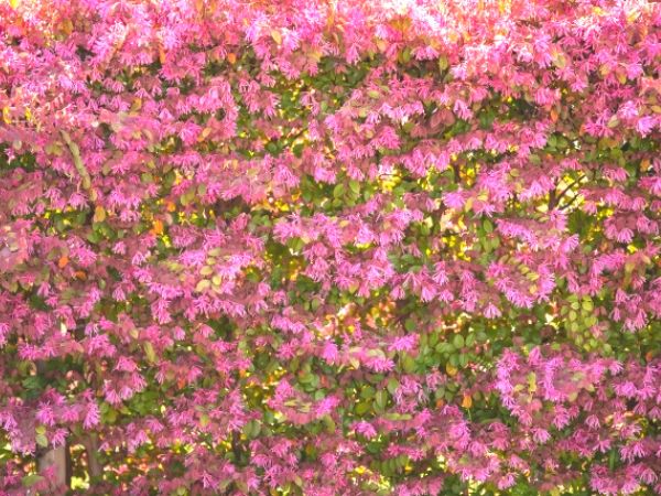 花が咲く生垣：トキワマンサク